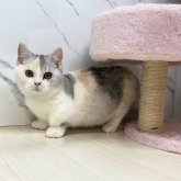 マンチカン(短足)