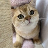 ブリティッシュショートヘア