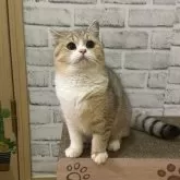 ブリティッシュショートヘア