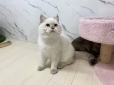 ブリティッシュショートヘア【茨城県・女の子・2025年7月31日・ゴールデンポイント】の写真2