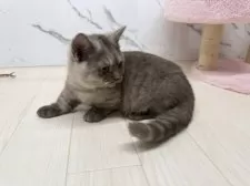 マンチカン(短足)【茨城県・男の子・2025年8月8日・ブラウンタビー】の写真4