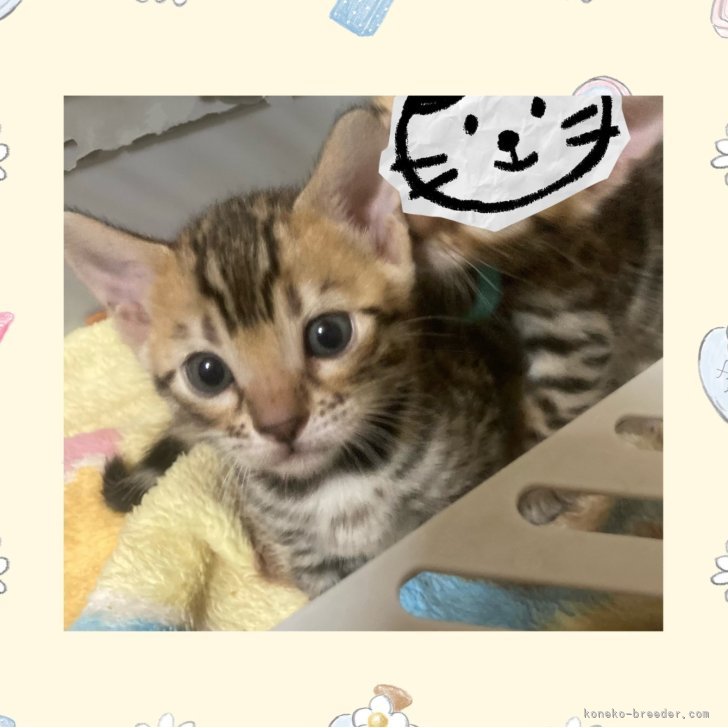ブリーダー画像