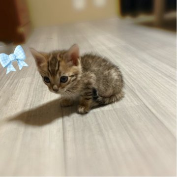 ベンガル【福岡県・女の子・2025年10月28日・ブラウンスポテッドタビー(ロゼット)】の写真「淡いブラウンのちっちゃい女の子🎀」