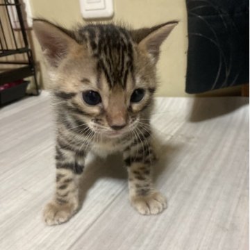 ベンガル【福岡県・男の子・2025年10月4日・ブラウンスポテッドタビー(ロゼット)】の写真「人懐っこい男の子です🐱🩵」