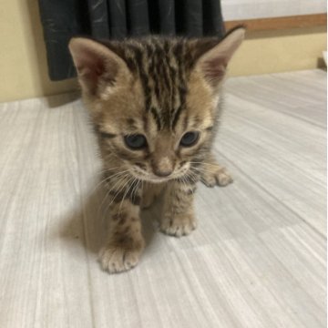 ベンガル【福岡県・女の子・2025年10月4日・ブラウンスポテッドタビー(ロゼット)】の写真「タレ目の女の子🐯🎀」