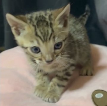 ベンガル【福岡県・男の子・2025年10月28日・ブラウンスポテッドタビー(ロゼット)】の写真「カッコイイロゼット模様の緑くん🍏📗🍀」