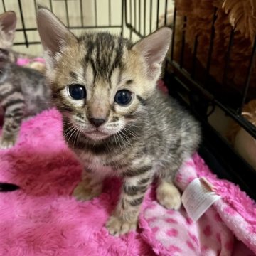 ベンガル【福岡県・女の子・2025年10月4日・ブラウンスポテッドタビー】の写真「キリッと眉毛がチャームポイントです🐯💕」