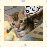 ベンガル