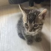ベンガル