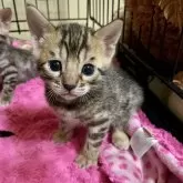 ベンガル【福岡県・女の子・2025年10月4日・ブラウンスポテッドタビー】の写真1「バッチリカメラ目線📸👌」