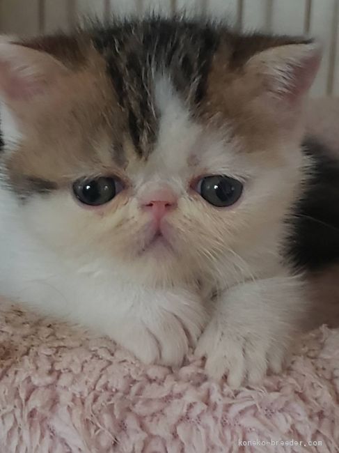 土居　浩美(どい　ひろみ)ブリーダー(大阪府・エキゾチックショートヘアなど・ACC登録)の紹介写真2