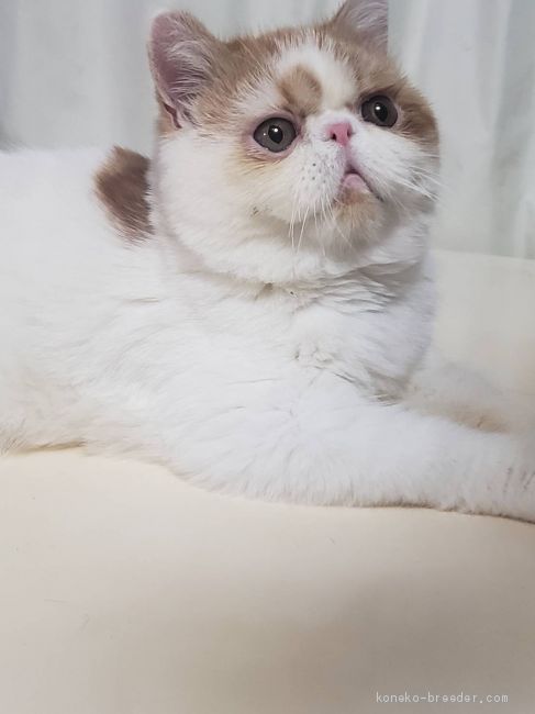 土居　浩美(どい　ひろみ)ブリーダー(大阪府・エキゾチックショートヘアなど・ACC登録)の紹介写真3