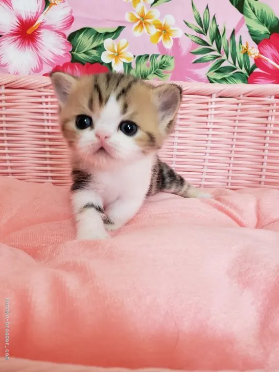 ID：1908-01124の子猫