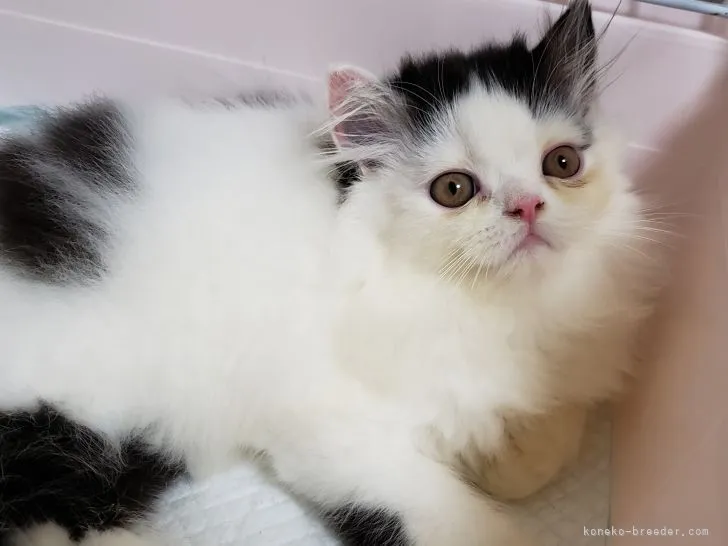 ID:2107-00794の子猫
