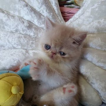 エキゾチックショートヘア【大阪府・男の子・2021年4月26日・クリームホワイト（ショート）】の写真「良く遊んでくれてとても明るい子男の子♂」