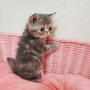 エキゾチックショートヘア【大阪府・女の子・2019年5月3日・ブルーパッチドタビ（ショート）】の写真「女の子らしい可愛いお顔💕」