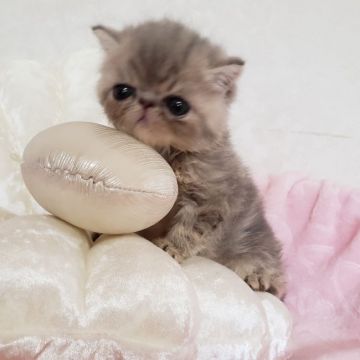 エキゾチックショートヘア【大阪府・女の子・2020年6月1日・ブルーパッチドタビ（ショート）】の写真「めちゃめちゃ可愛いお顔です❤️😻」