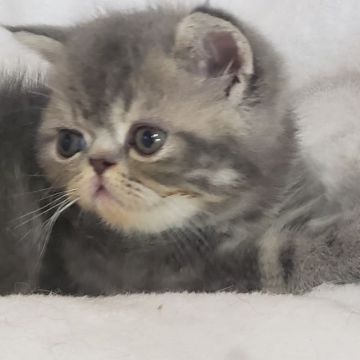 エキゾチックショートヘア【大阪府・男の子・2020年5月5日・ブルータビ（ショート）】の写真「子猫ちゃんらしい明るい性格の可愛い男の子♂❤️」