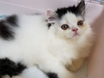 エキゾチックショートヘア【大阪府・男の子・2021年5月26日・ブラックホワイト】の写真「ちょっと個性的な僕ちゃんです😸🎶」