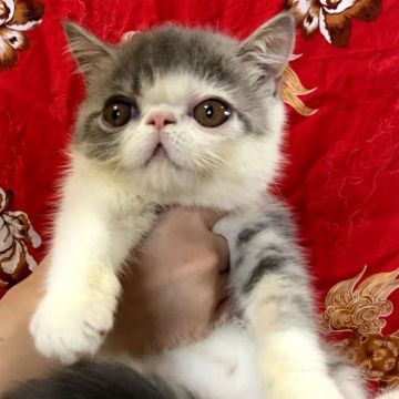 エキゾチックショートヘア【大阪府・男の子・2021年6月10日・ブルータビホワイト（ショート）】の写真「一人遊びも兄妹とも良く遊んでくれる元気な男の子♂」