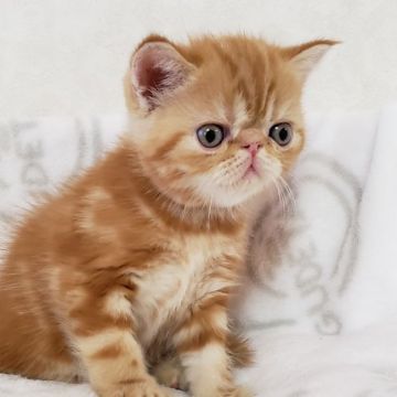 エキゾチックショートヘア【大阪府・男の子・2019年9月10日・レッドタビ（ショート）】の写真「コロコロでめっちゃ甘えたな男の子💗」