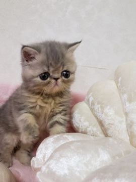 エキゾチックショートヘア【大阪府・女の子・2020年6月1日・ブルーパッチドタビ（ショート）】の写真「人懐っこ可愛い女の子🎀♀」