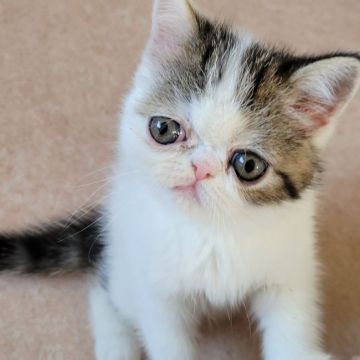 エキゾチックショートヘア【大阪府・男の子・2022年1月12日・ブラウンタビホワイト（ショート）】の写真「性格は明るくって遊ぶのが大好きな男の子♂です」