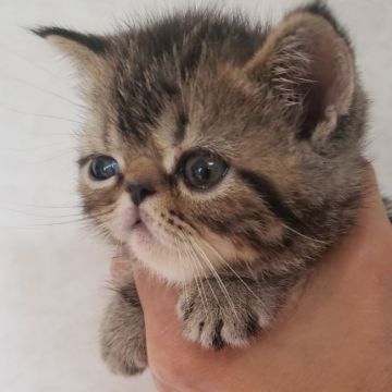 エキゾチックショートヘア【大阪府・男の子・2020年5月5日・ブラウンタビ（ショート）】の写真「可愛い男の子性格も明るくって遊びたい好きです☺️」