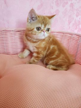 エキゾチックショートヘア【大阪府・男の子・2019年5月3日・レッドタビー（ショート）】の写真「性格が明るくて人懐っこい」