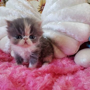 エキゾチックショートヘア【大阪府・女の子・2021年5月26日・ダィリュートキャリコ】の写真「凄く甘えたちゃんの女の子🎀♀」