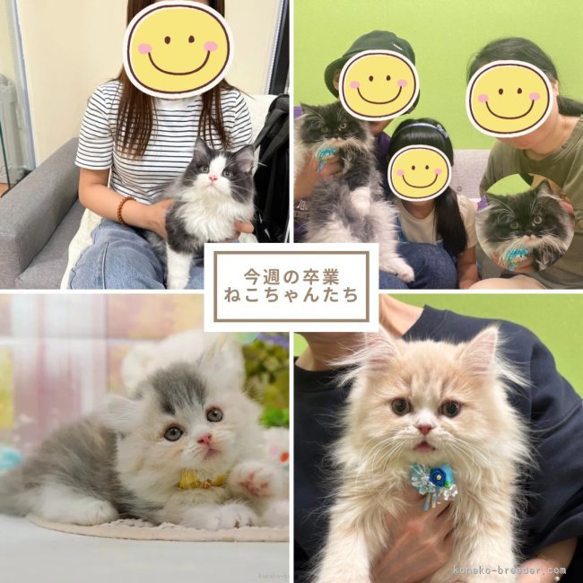 朝比奈杏奈ブリーダーのブログ：家族が決まりました🐱💕
