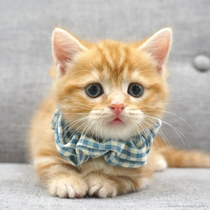 ID:2310-01841の子猫