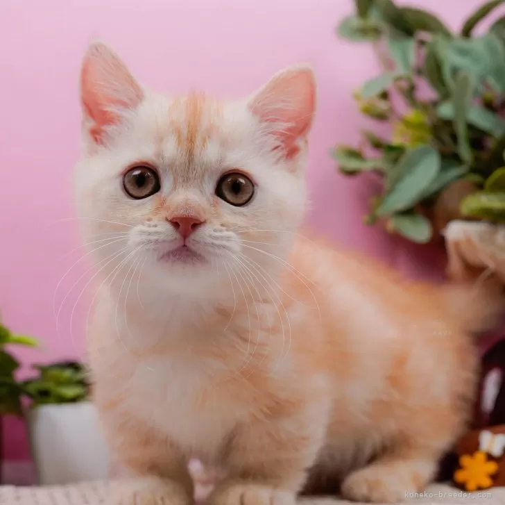 リア 様のお迎えした子猫