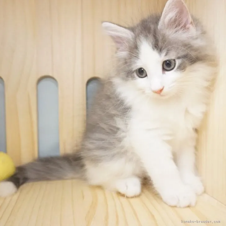 ID：2306-02730の子猫