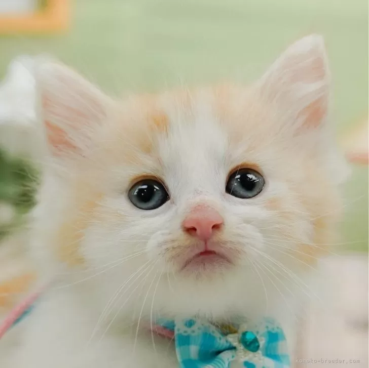 ID:2409-00244の子猫
