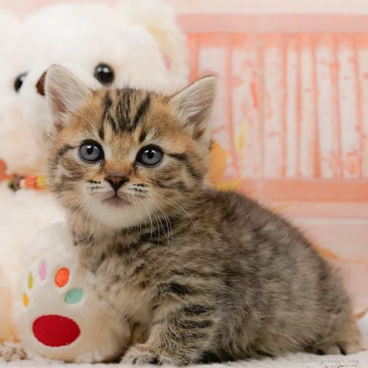 K.S 様のお迎えした子猫