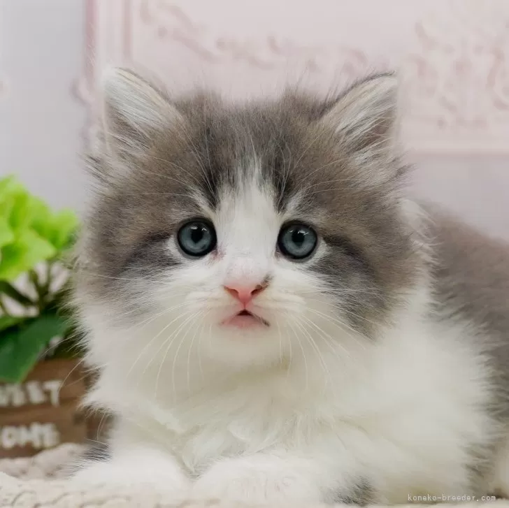 ID:2405-00639の子猫