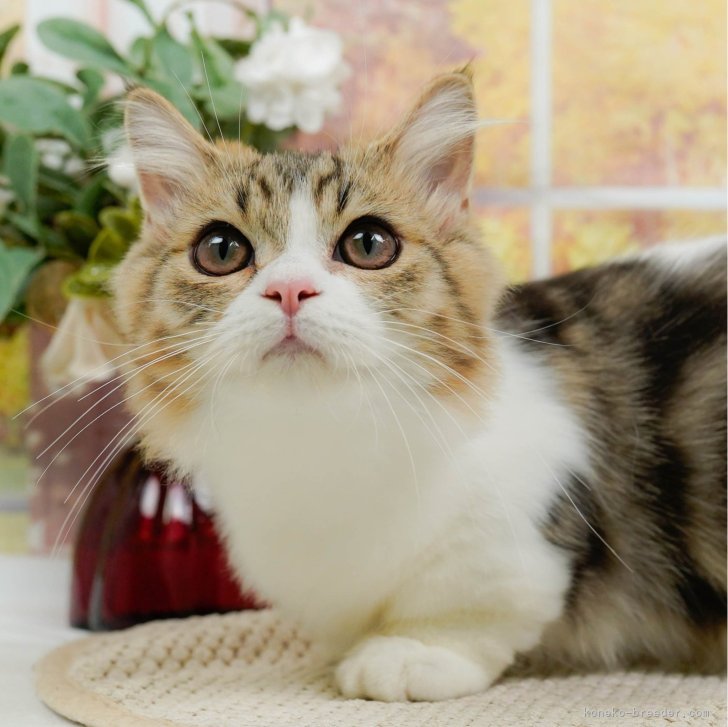 さば 様のお迎えした子猫