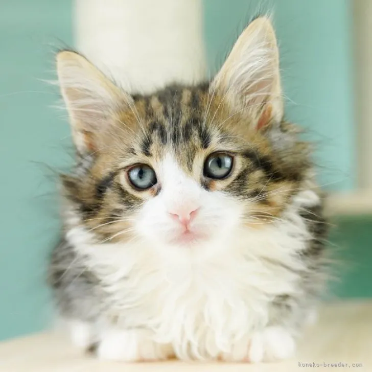 ID：2309-02584の子猫