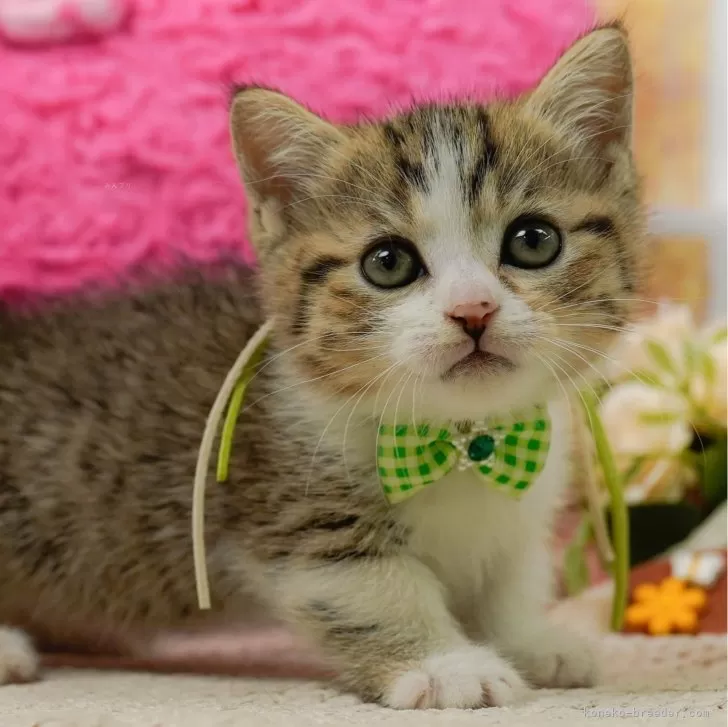 C.Ｉ 様のお迎えした子猫