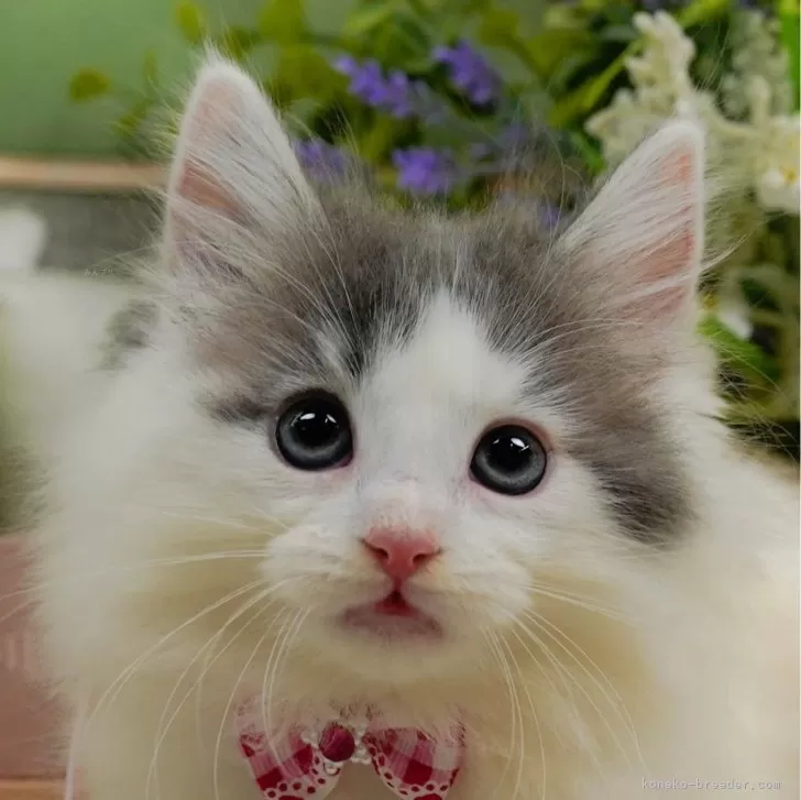 ID：2410-00167の子猫