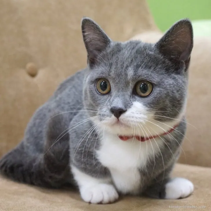 ID：2310-01556の子猫