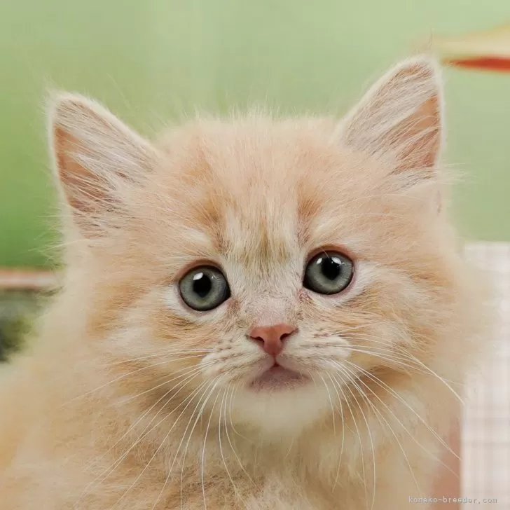 ID:2405-03897の子猫