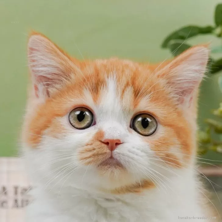 qoomam 様のお迎えした子猫