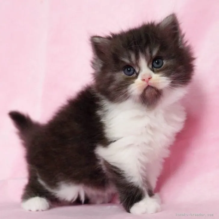 ID:2303-03058の子猫