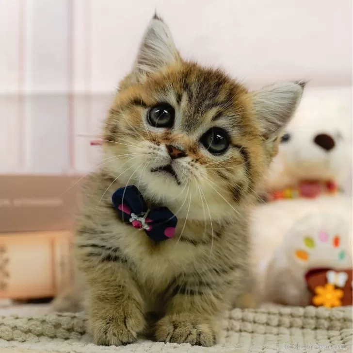 ID:2408-02786の子猫