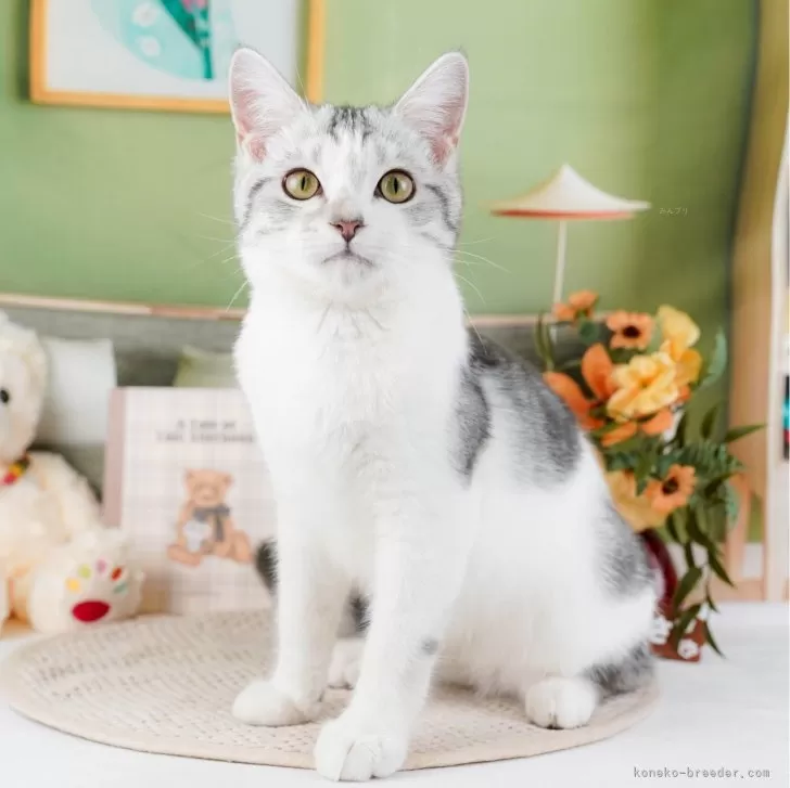 ID：2312-01282の子猫