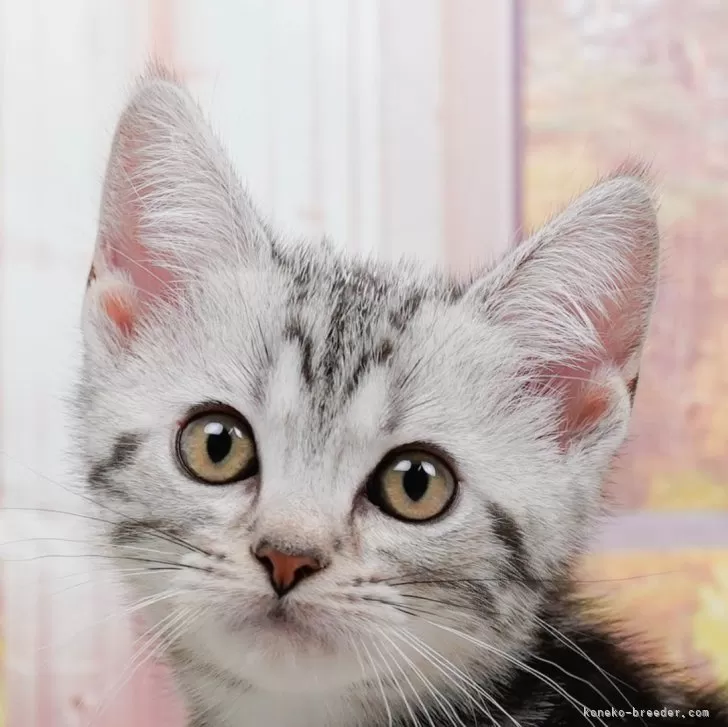 Y.T 様のお迎えした子猫