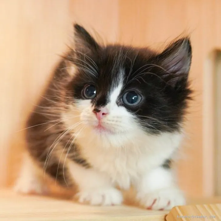 ID:2306-03575の子猫