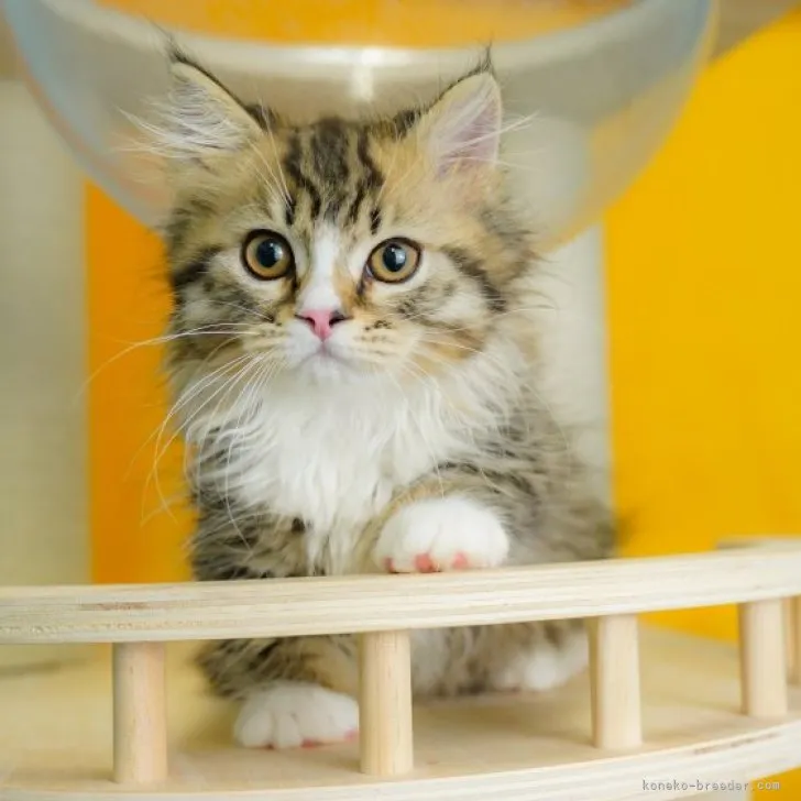 ID:2309-02573の子猫